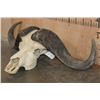 Image 3 : Massive CAPE BUFFALO Skull