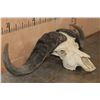 Image 4 : Massive CAPE BUFFALO Skull