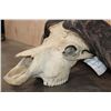 Image 5 : Massive CAPE BUFFALO Skull
