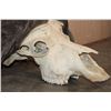 Image 6 : Massive CAPE BUFFALO Skull