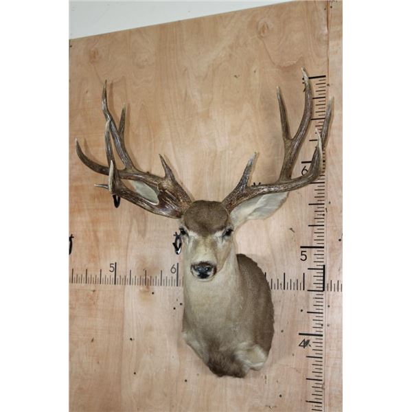 XXL MULE DEER Shoulder Mount with 3rd Main Beam
