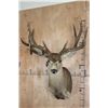 Image 1 : XXL MULE DEER Shoulder Mount with 3rd Main Beam
