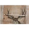 Image 3 : XXL MULE DEER Shoulder Mount with 3rd Main Beam