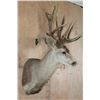 Image 5 : XXL MULE DEER Shoulder Mount with 3rd Main Beam