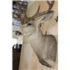 Image 7 : XXL MULE DEER Shoulder Mount with 3rd Main Beam