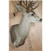 Image 8 : XXL MULE DEER Shoulder Mount with 3rd Main Beam