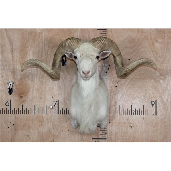 TEXAS DALL SHEEP Shoulder Mount