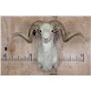 Image 1 : TEXAS DALL SHEEP Shoulder Mount