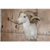 Image 2 : TEXAS DALL SHEEP Shoulder Mount