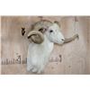 Image 3 : TEXAS DALL SHEEP Shoulder Mount