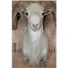 Image 5 : TEXAS DALL SHEEP Shoulder Mount