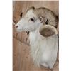 Image 6 : TEXAS DALL SHEEP Shoulder Mount