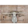 Image 7 : TEXAS DALL SHEEP Shoulder Mount
