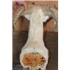 Image 8 : TEXAS DALL SHEEP Shoulder Mount