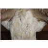 Image 9 : TEXAS DALL SHEEP Shoulder Mount