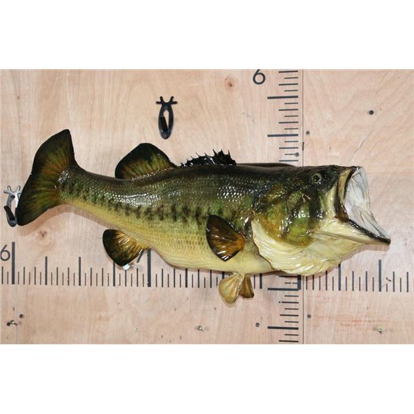XL *Real Skin* LARGE MOUTH BASS Fish Mount on a Wood Plaque