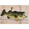 Image 1 : XL *Real Skin* LARGE MOUTH BASS Fish Mount on a Wood Plaque
