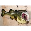 Image 2 : XL *Real Skin* LARGE MOUTH BASS Fish Mount on a Wood Plaque