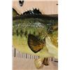 Image 4 : XL *Real Skin* LARGE MOUTH BASS Fish Mount on a Wood Plaque