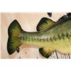 Image 5 : XL *Real Skin* LARGE MOUTH BASS Fish Mount on a Wood Plaque