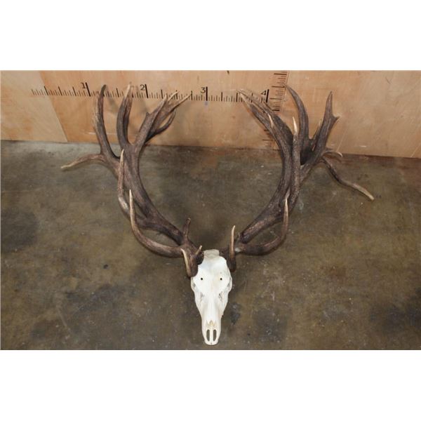 Massive 34-Point RED STAG Skull