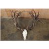 Image 1 : Massive 34-Point RED STAG Skull