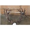 Image 2 : Massive 34-Point RED STAG Skull