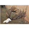 Image 3 : Massive 34-Point RED STAG Skull
