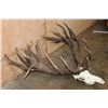 Image 4 : Massive 34-Point RED STAG Skull