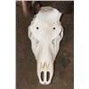Image 6 : Massive 34-Point RED STAG Skull