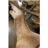 Image 10 : Absolutely Massive 31-Point RED STAG Shoulder Mount with a Big Drop Tine