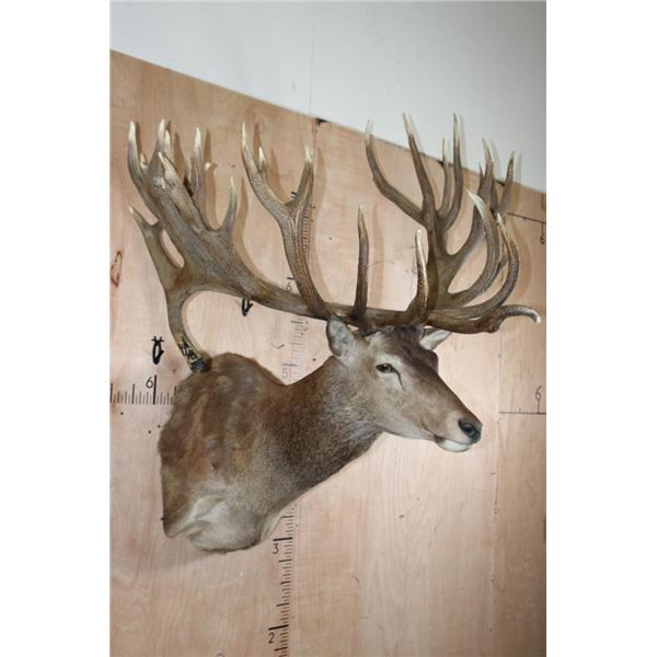 Absolutely Massive 31-Point RED STAG Shoulder Mount with a Big Drop Tine