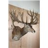 Image 1 : Absolutely Massive 31-Point RED STAG Shoulder Mount with a Big Drop Tine