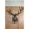 Image 2 : Absolutely Massive 31-Point RED STAG Shoulder Mount with a Big Drop Tine