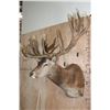 Image 3 : Absolutely Massive 31-Point RED STAG Shoulder Mount with a Big Drop Tine