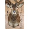 Image 5 : Absolutely Massive 31-Point RED STAG Shoulder Mount with a Big Drop Tine