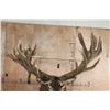 Image 7 : Absolutely Massive 31-Point RED STAG Shoulder Mount with a Big Drop Tine
