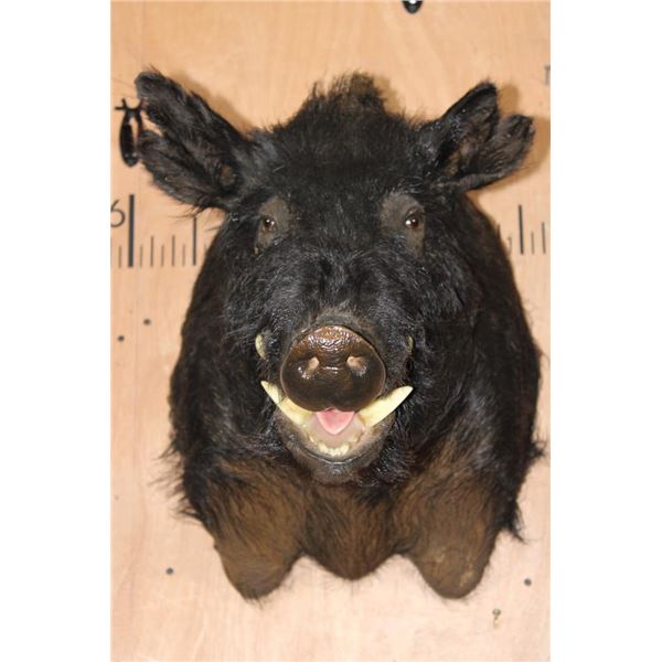 WILD HOG or BOAR Shoulder Mount