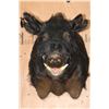 Image 1 : WILD HOG or BOAR Shoulder Mount