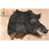 Image 3 : WILD HOG or BOAR Shoulder Mount