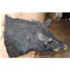 Image 4 : WILD HOG or BOAR Shoulder Mount