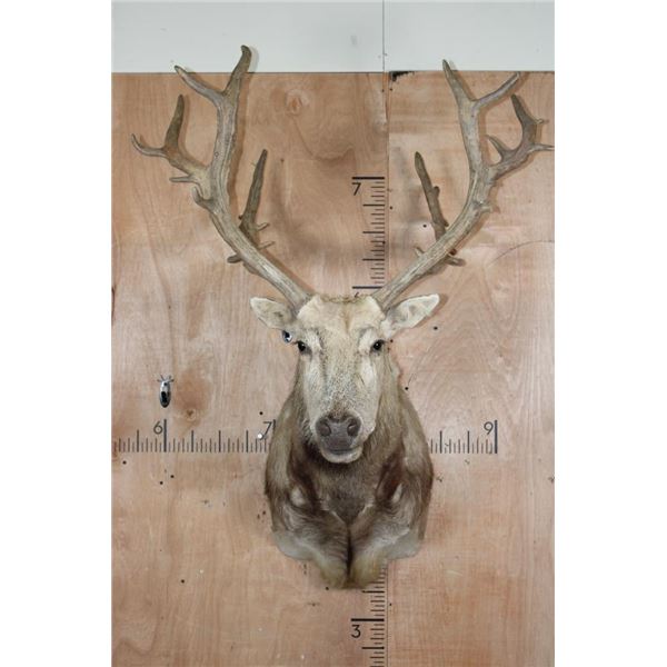 27-Point PERE DAVID'S DEER Shoulder Mount
