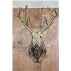 Image 1 : 27-Point PERE DAVID'S DEER Shoulder Mount