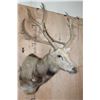 Image 2 : 27-Point PERE DAVID'S DEER Shoulder Mount