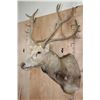 Image 3 : 27-Point PERE DAVID'S DEER Shoulder Mount