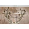 Image 9 : 27-Point PERE DAVID'S DEER Shoulder Mount