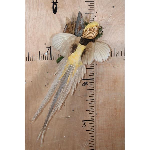 Flying GOLDEN PHEASANT