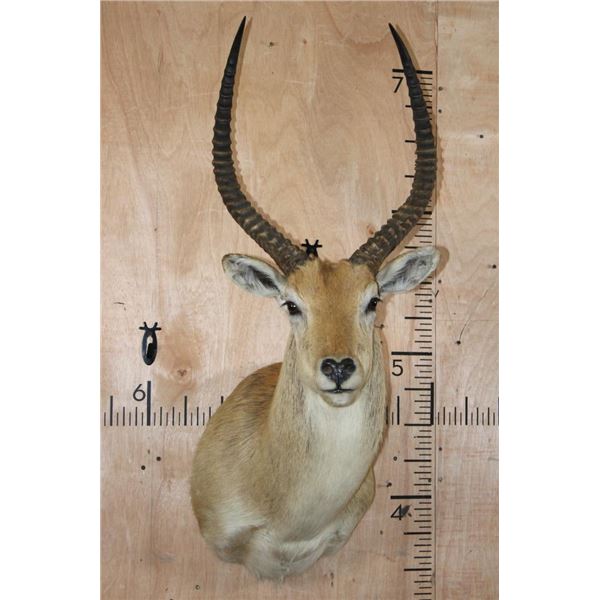 *TEXAS RESIDENTS ONLY* RED LECHWE Shoulder Mount
