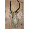 Image 2 : *TEXAS RESIDENTS ONLY* RED LECHWE Shoulder Mount