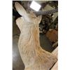 Image 7 : *TEXAS RESIDENTS ONLY* RED LECHWE Shoulder Mount